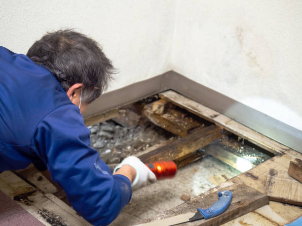 Best Residential Mold Removal  in Port Carbon, PA