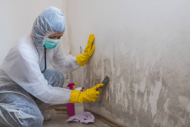 Best Toxic Mold Removal  in Port Carbon, PA