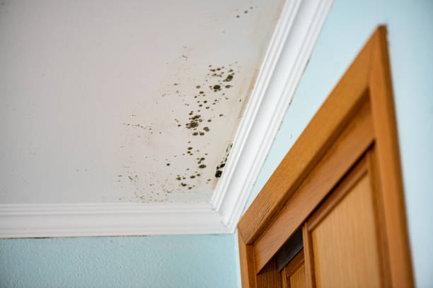 Best Commercial Mold Removal  in Port Carbon, PA