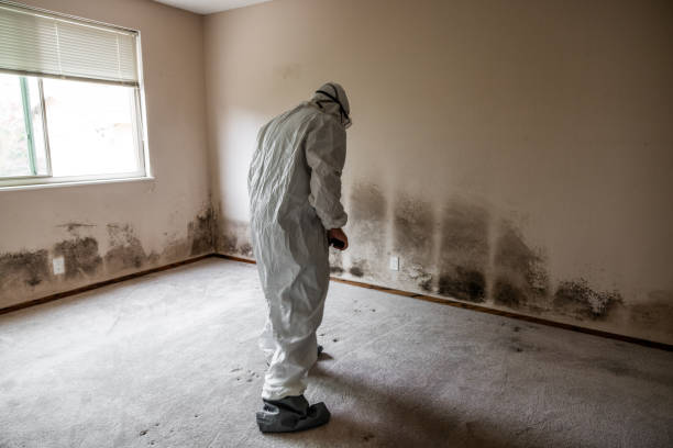 Port Carbon, PA Mold Removal Company