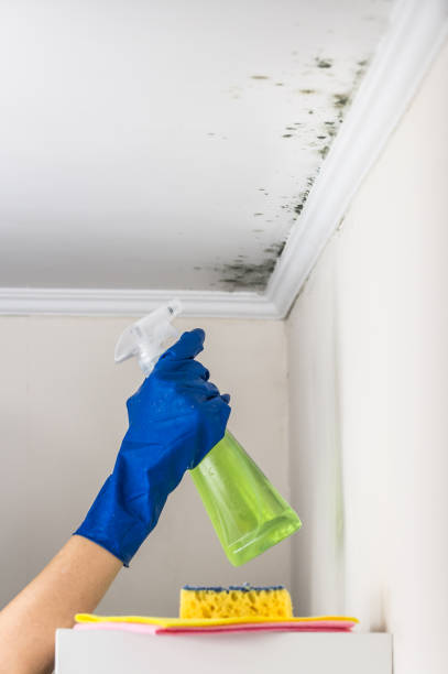 Best Mold Remediation  in Port Carbon, PA